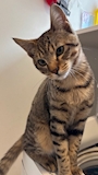 chiko