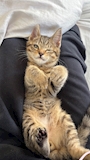 chiko