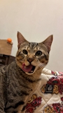 chiko