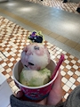 新着ブログ 🍨