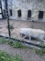 新着ブログ ③③お知らせ
