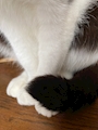 chiko