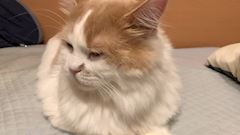 ユウ