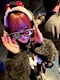 プロフィール写真5・ゆりあ🍀CLOVER🍀|CLOVER・クローバー - 大宮東口のコンカフェ