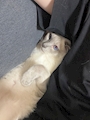 新着ブログ 🐈⬛🎀