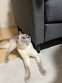 chiko