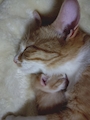 chiko