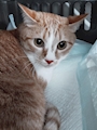 chiko