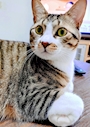 chiko