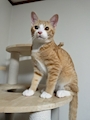 chiko