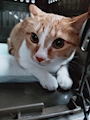 chiko