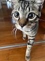 chiko