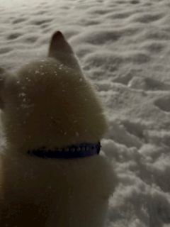 はづき「ﾏｲﾍﾞｲﾋﾞｰ」