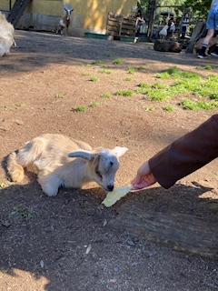 かれん「🐐」