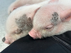 らら👾⋆͛「^._.^」