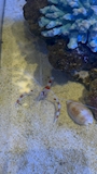 新着ブログ 🦐