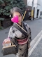 プロフィール写真5・かりな|Hang Over・ハングオーバー - 北新地のラウンジ/クラブ