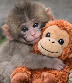 要　みさ「🐒💖」