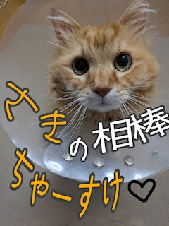 プロフィール写真4・さき🎤😽|湯島塾×TOMMY倶楽部・ユシマジュク トミークラブ - 湯島・上野のパブ/スナック