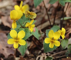 プロフィール写真1・つむぎ《歌舞伎町 LEON》｜LEON・レオン - 歌舞伎町のガールズバー