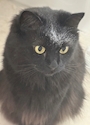 chiko