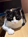chiko