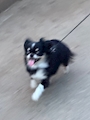 chiko