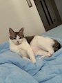 新着ブログ 猫𝕡𝕙𝕠𝕥𝕠𐄑𐅁̂ ⩊፟ ̂𐅀𐄑