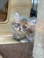 chiko