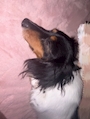 chiko