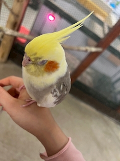 りあら