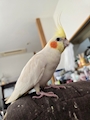 chiko