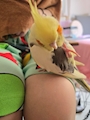 chiko