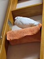 chiko