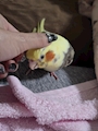chiko