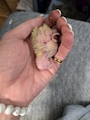 chiko