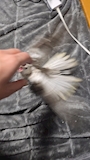 chiko