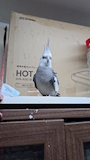 chiko