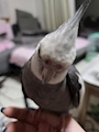 chiko