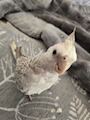 chiko
