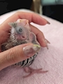 chiko