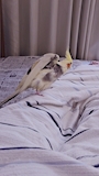chiko