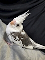 chiko
