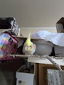 chiko