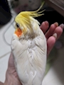 chiko