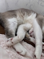 chiko