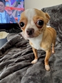 chiko