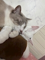 chiko