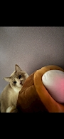 chiko