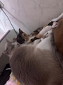 chiko